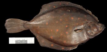 Media type: image;   Ichthyology 29340   shows cataloged_item 29243 Aspect: lateral